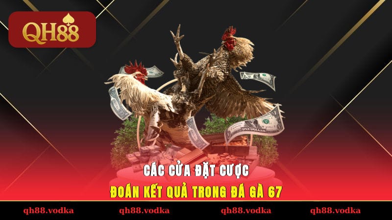 Các cửa đặt cược đoán kết quả trong đá gà 67