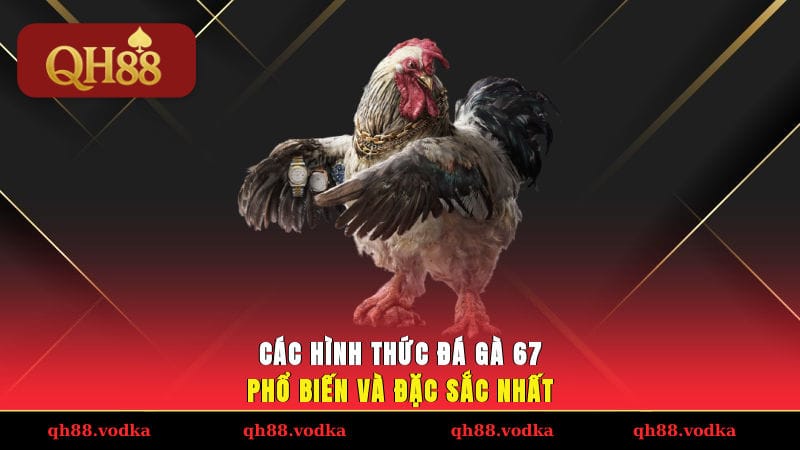 Các hình thức đá gà 67 phổ biến và đặc sắc nhất